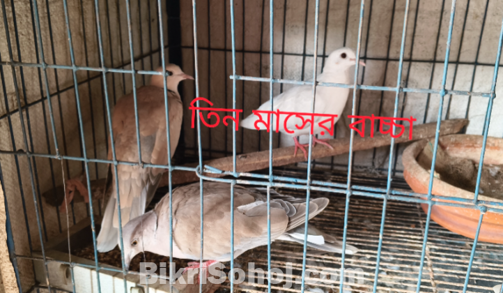 ঘুঘু